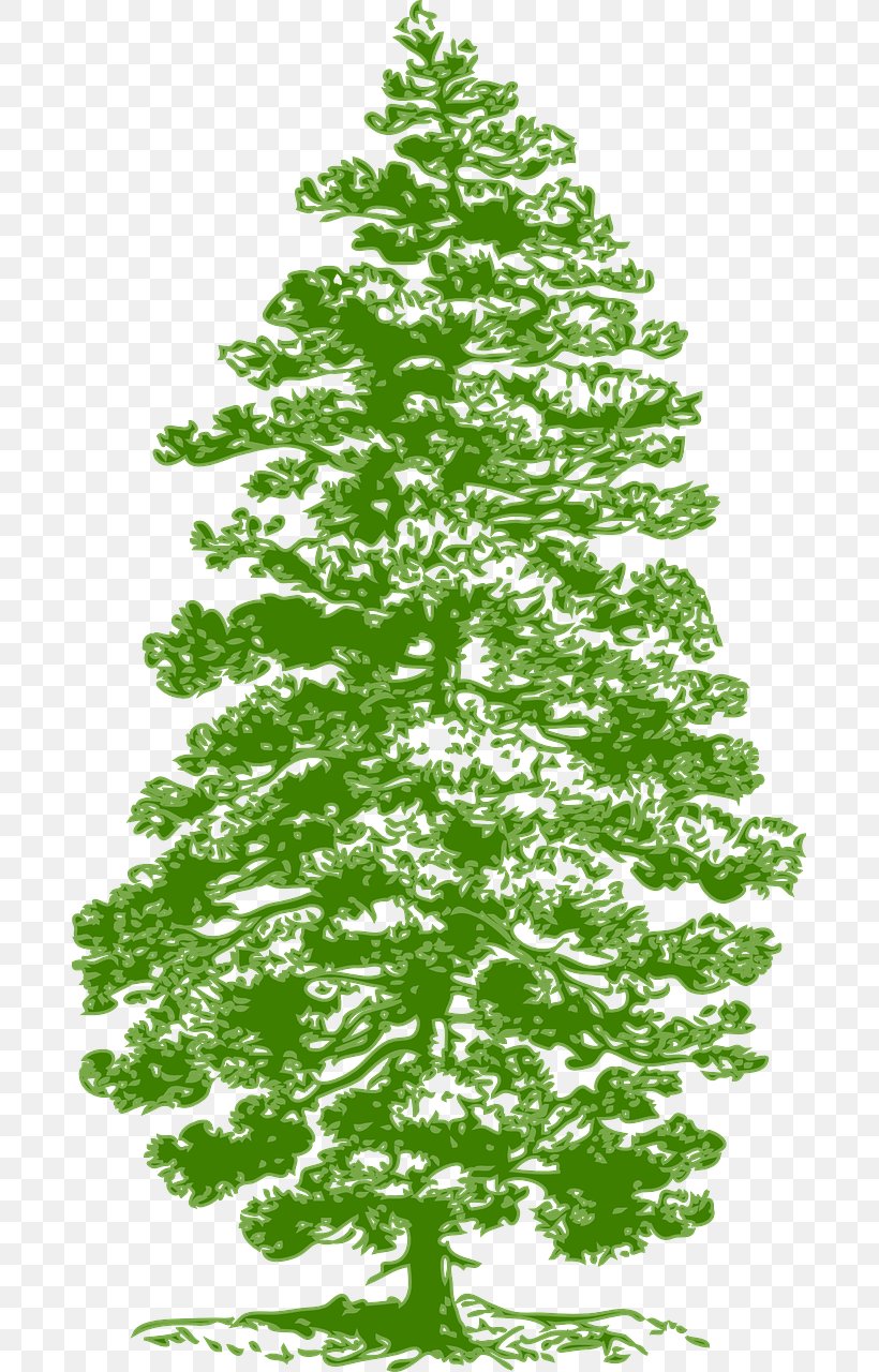 Eastern White Pine Fir Clip Art, PNG, 685x1280px, Pine, Art, Branch, Christmas Decoration, Christmas Tree Download Free