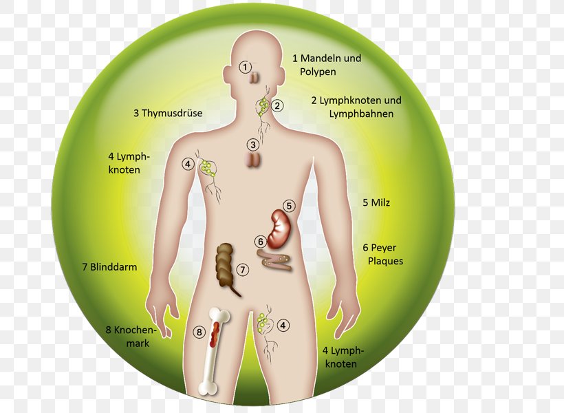 Immune System Organism Immunology Lymphatic System Cell, PNG, 691x600px, Watercolor, Cartoon, Flower, Frame, Heart Download Free