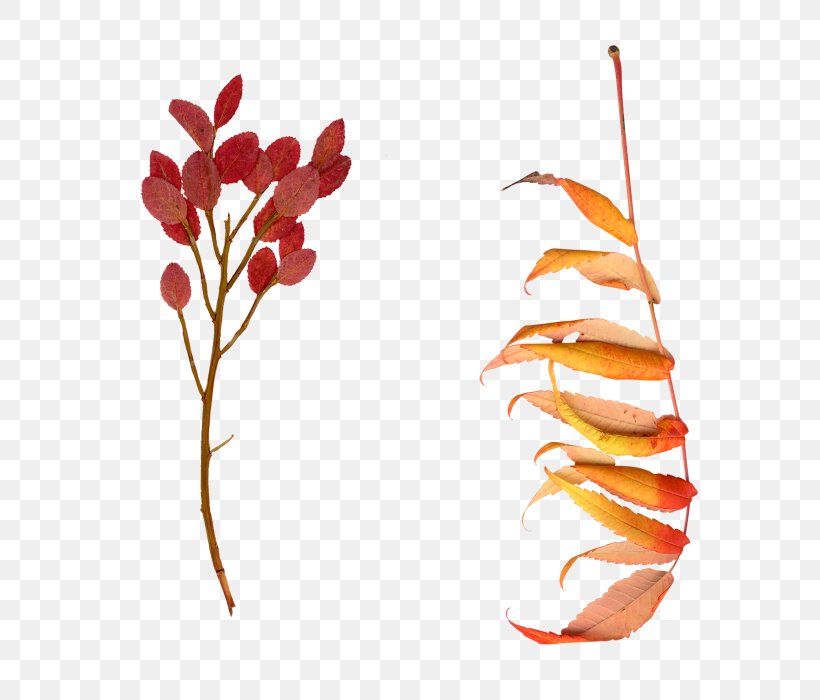 Petal Leaf Autumn, PNG, 700x700px, Petal, Autumn, Autumn Leaf Color, Branch, Deciduous Download Free