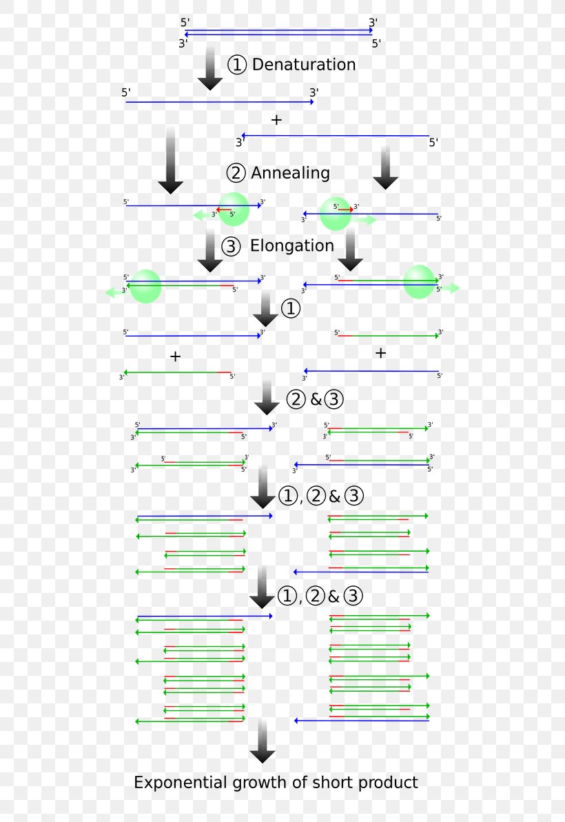 Polymerase Chain Reaction Molecular Cloning DNA Polymerase, PNG, 530x1192px, Polymerase Chain Reaction, Amplifikacija, Area, Biotechnology, Cloning Download Free