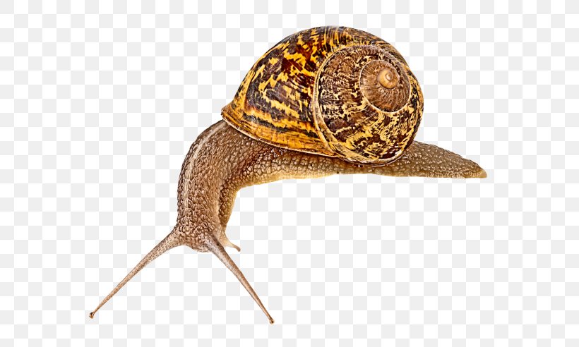 Snail Slug Prosobranchia Orthogastropoda Stylommatophora, PNG, 600x492px, Snail, Animal, Box Turtle, Emydidae, Garden Snail Download Free