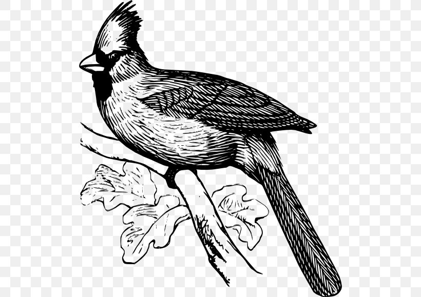 St. Louis Cardinals Northern Cardinal Coloring Book Bird, PNG, 512x579px, St Louis Cardinals, Art, Artwork, Beak, Bird Download Free