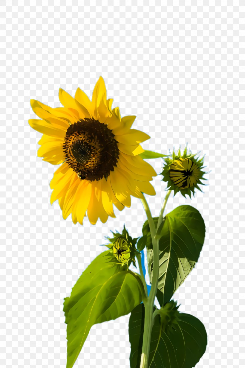 Yellow Flower, PNG, 1632x2448px, Sunflower, Annual Plant, Asterales, Bloom, Cuisine Download Free