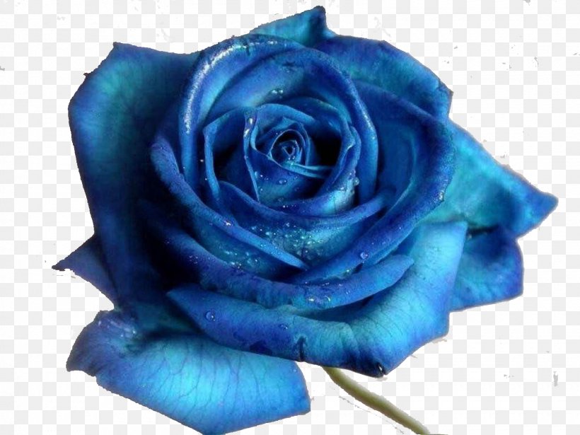 Blue Rose Desktop Wallpaper Flower, PNG, 1600x1200px, Blue Rose, Blue, Blue Flower, Computer, Cut Flowers Download Free