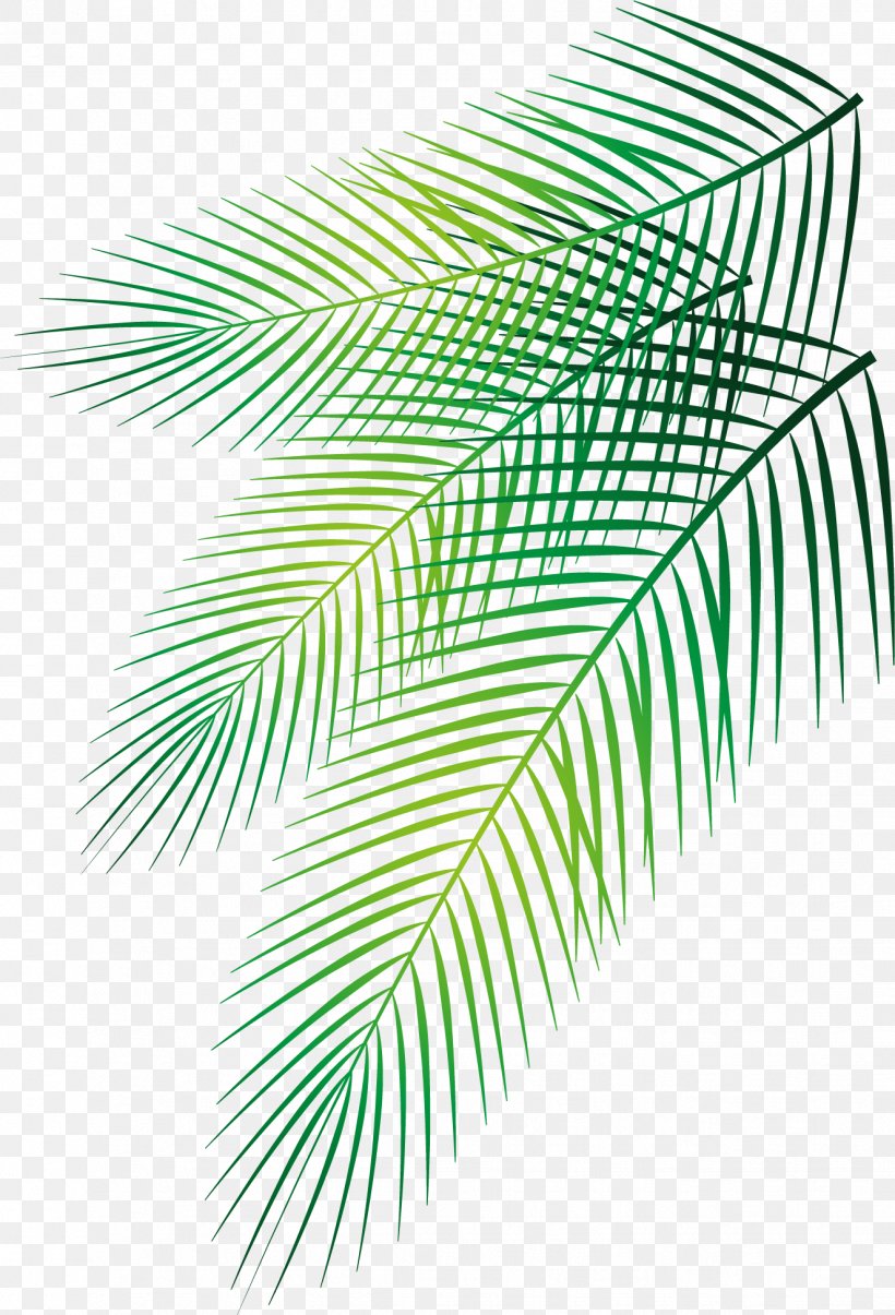 Leaf Arecaceae Date Palm, PNG, 1326x1949px, Leaf, Arecaceae, Date Palm, Green, Palm Branch Download Free