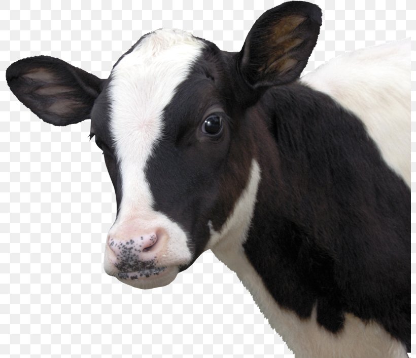 Calf Dairy Cattle Eid Al-Adha Bayram, PNG, 800x707px, Calf, Animal, Bayram, Cattle, Cattle Like Mammal Download Free