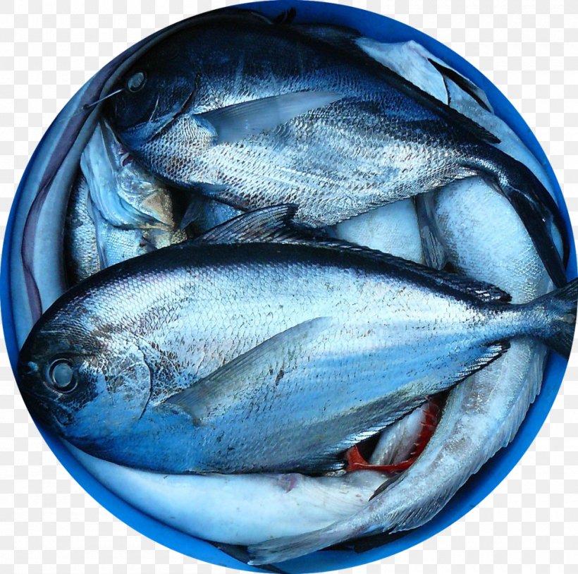 Fish Farming Seafood Marketplace, PNG, 1000x993px, Fish, Animal Source Foods, Aquaculture, Bonito, Bony Fish Download Free