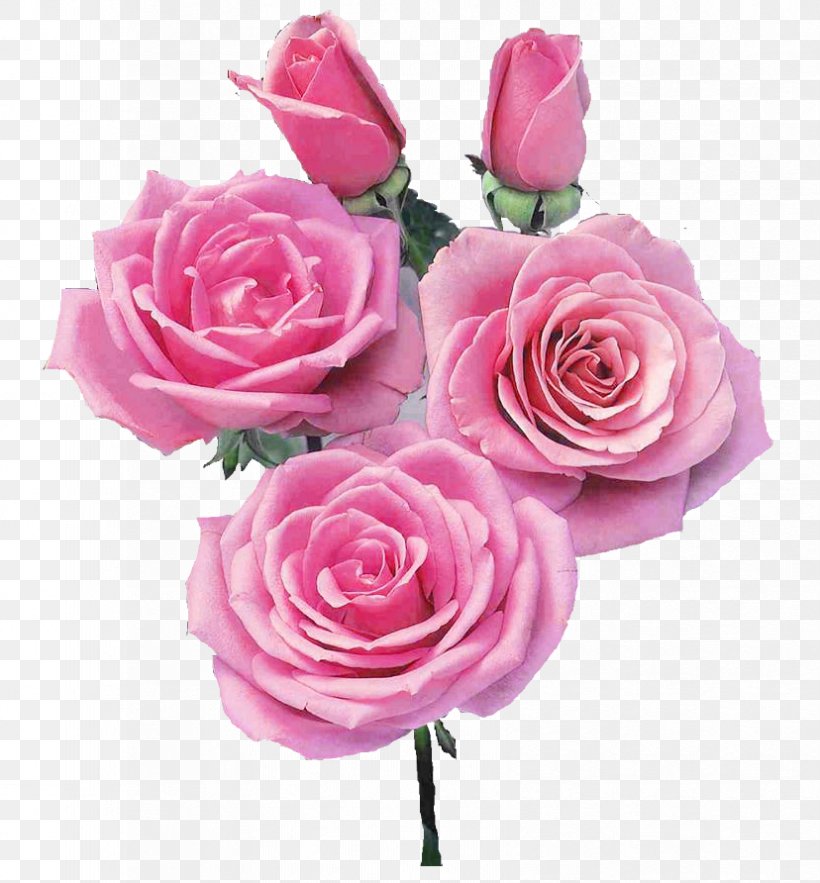 Garden Roses Flower Hybrid Tea Rose Petal, PNG, 828x892px, Rose, Artificial Flower, Blue Rose, Cut Flowers, Floral Design Download Free