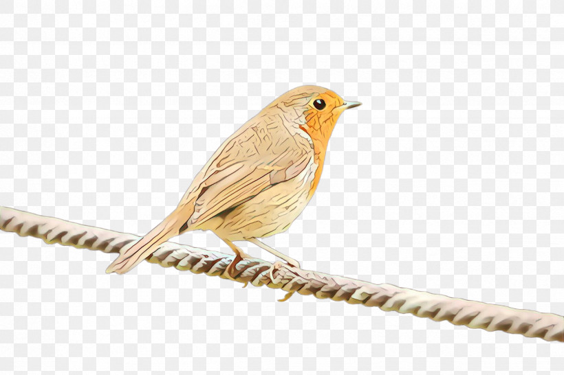 Bird European Robin Songbird Beak Finch, PNG, 2448x1632px, Bird, Beak, European Robin, Finch, Old World Flycatcher Download Free