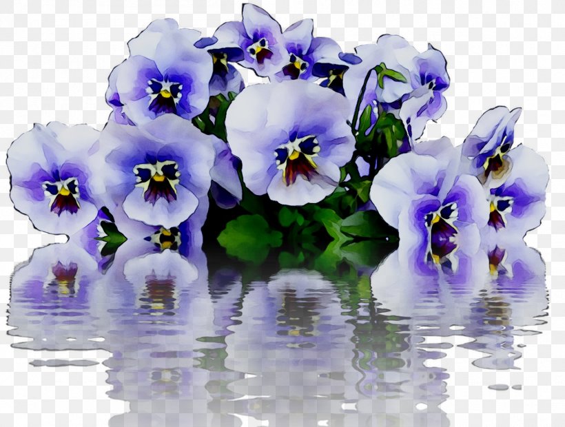 Pansy, PNG, 1309x990px, Pansy, Bellflower, Bellflower Family, Blue, Flower Download Free
