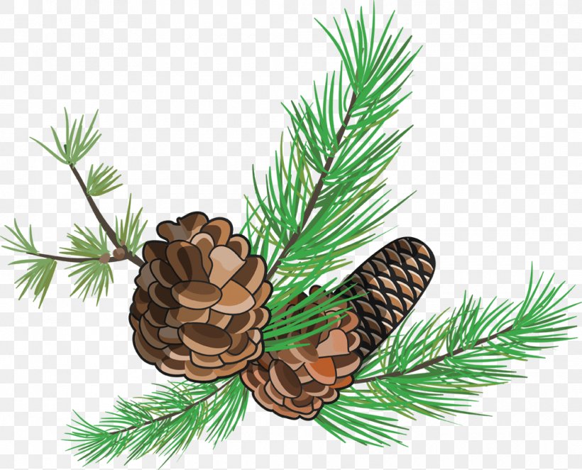 Pine Fir Spruce Conifer Cone, PNG, 1060x856px, Pine, Artworks, Branch, Christmas Ornament, Conifer Download Free