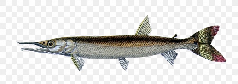 Sardine Fish European Sea Sturgeon Boulengerella Cuvieri Fresh Water, PNG, 1600x568px, Sardine, Bony Fish, Fauna, Fish, Fish Products Download Free
