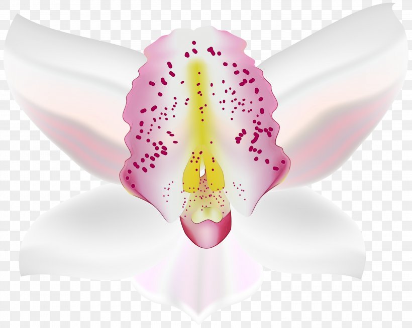 White Pink Flower Petal Plant, PNG, 3000x2395px, Watercolor, Flower, Flowering Plant, Moth Orchid, Orchid Download Free