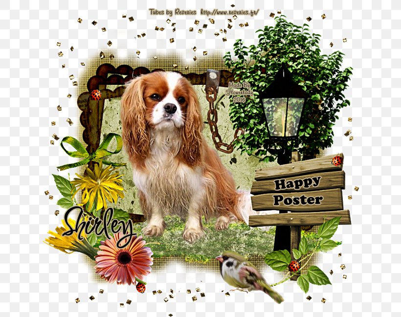 Cavalier King Charles Spaniel Puppy Dog Breed Companion Dog, PNG, 650x650px, Cavalier King Charles Spaniel, Book, Breed, Carnivoran, Companion Dog Download Free
