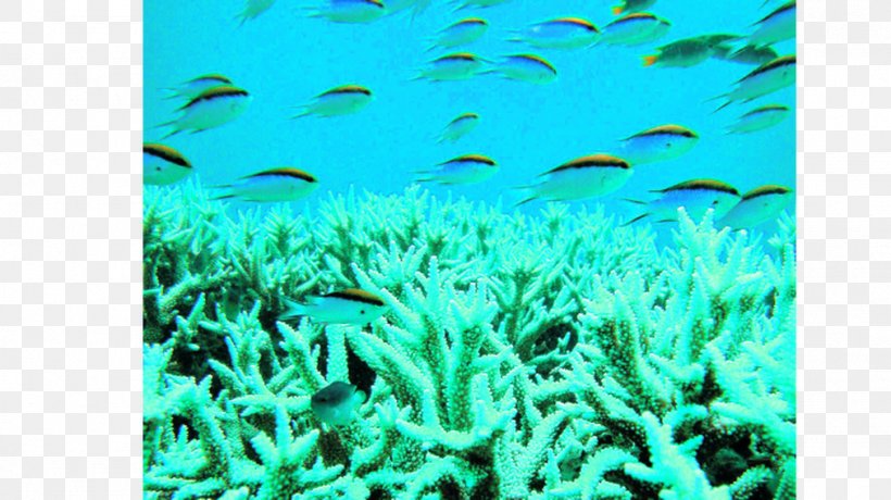 Coral Reef Fish University Of California, Davis Stony Corals Marine Biology, PNG, 1011x568px, Coral Reef, Behavior, Biology, Coral, Coral Reef Fish Download Free