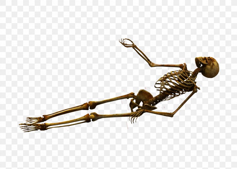 Human Skeleton Bone Skull, PNG, 2100x1500px, Skeleton, Body, Bone, Brass, Exoskeleton Download Free