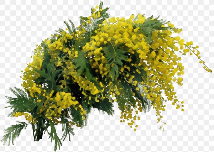 Mimosa, PNG, 900x640px, Watercolor, Flower, Goldenrod, Mahonia, Mimosa Download Free