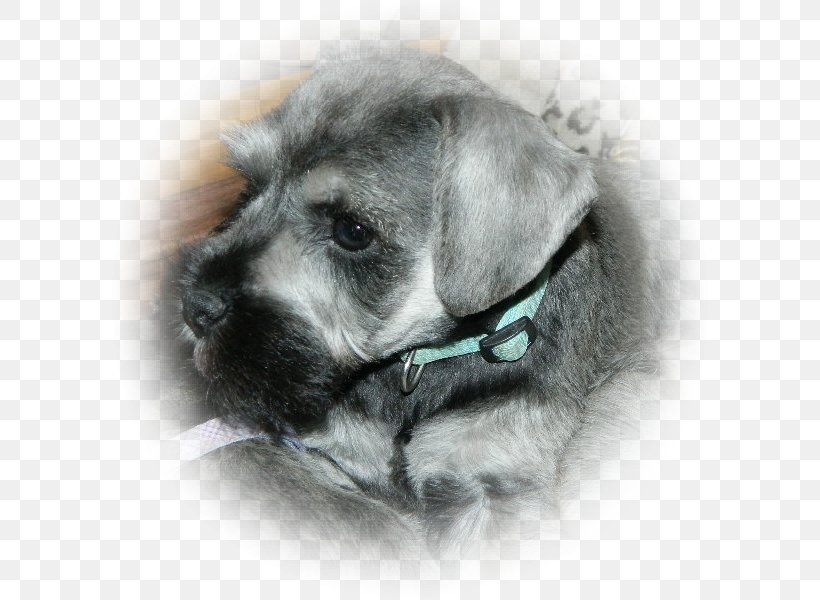 Miniature Schnauzer Schnoodle Standard Schnauzer Cesky Terrier Puppy, PNG, 600x600px, Miniature Schnauzer, Breed, Carnivoran, Cesky Terrier, Companion Dog Download Free