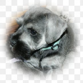Miniature Schnauzer - Miniature Schnauzer Schnoodle Standard Schnauzer Cesky Terrier Puppy PNG