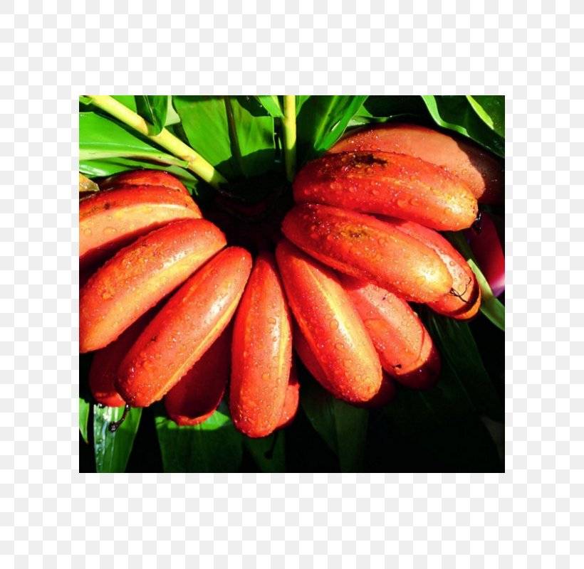 Musa Velutina Red Banana Jamaican Cuisine Fruit, PNG, 800x800px, Musa Velutina, Banana, Bluggoe, Cavendish Banana, Flower Download Free
