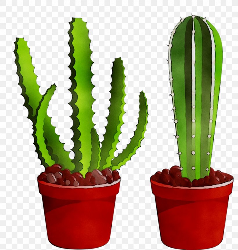 Triangle Cactus Echinocereus Plant Stem Plants Acanthocereus, PNG, 1070x1126px, Triangle Cactus, Acanthocereus, Acanthocereus Tetragonus, Botany, Cactus Download Free