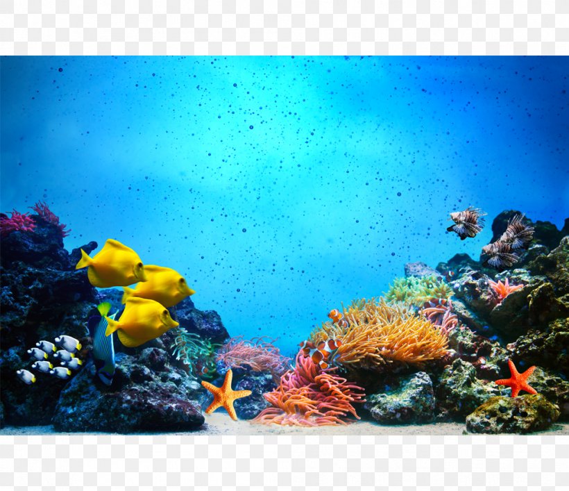 Underwater Coral Reef Fish Royalty-free Photography, PNG, 995x858px, Underwater, Aquarium, Aquarium Decor, Aquarium Lighting, Canvas Print Download Free