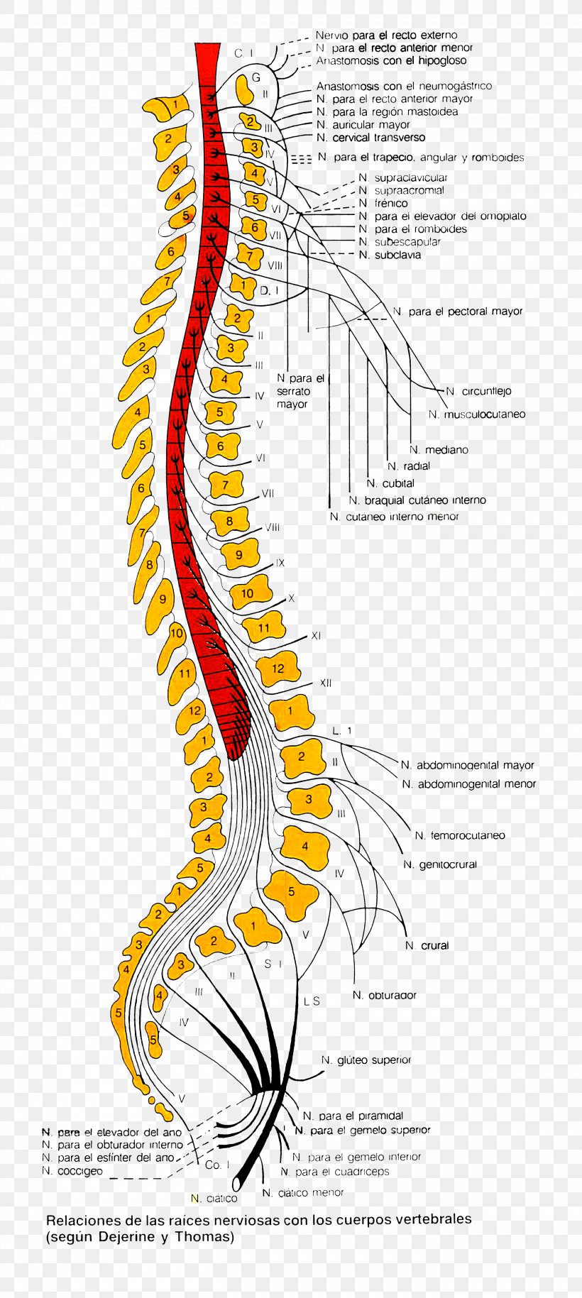 Vertebrate Nerve Vertebral Column Anatomy, PNG, 2706x6038px, Watercolor, Cartoon, Flower, Frame, Heart Download Free