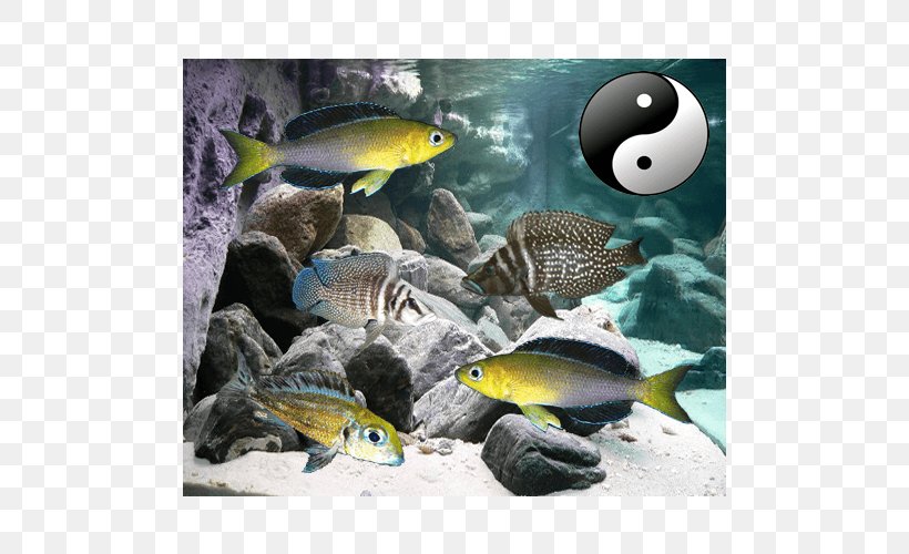 Bony Fishes Aquarium Golden Mbuna Malawi Eyebiter, PNG, 500x500px, Bony Fishes, Aquarium, Coral Reef Fish, Ecosystem, Fauna Download Free