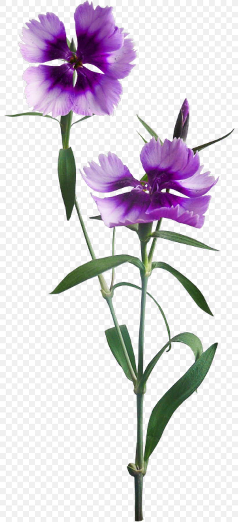 Flower Plant Stem God, PNG, 800x1797px, Flower, Christian, Cut Flowers, Flowering Plant, God Download Free
