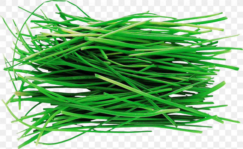 Grass Plant Chives Vegetable Garlic Chives, PNG, 3435x2119px, Grass, Chives, Garlic Chives, Green Bean, Plant Download Free