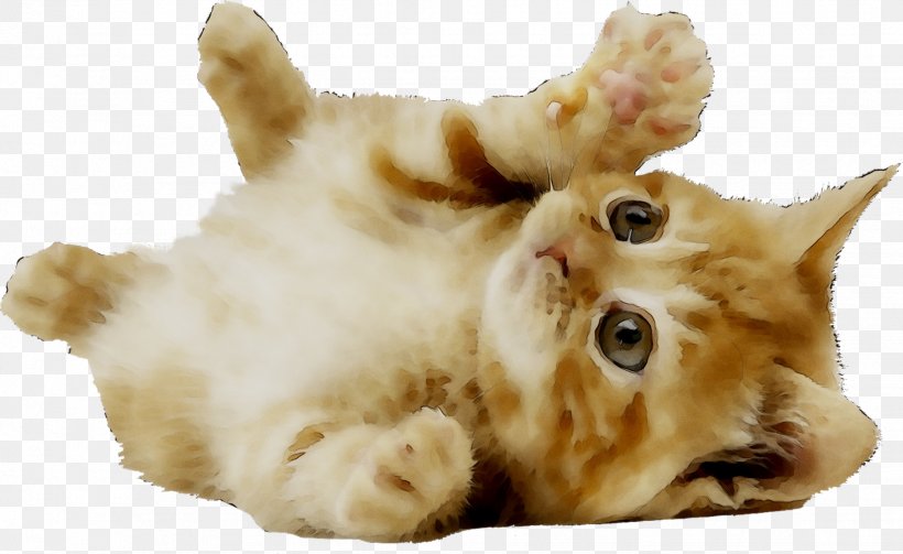 Kitten Cat Puppy Dog Image, PNG, 1854x1139px, Kitten, Animal, Carnivore, Cat, Cuteness Download Free