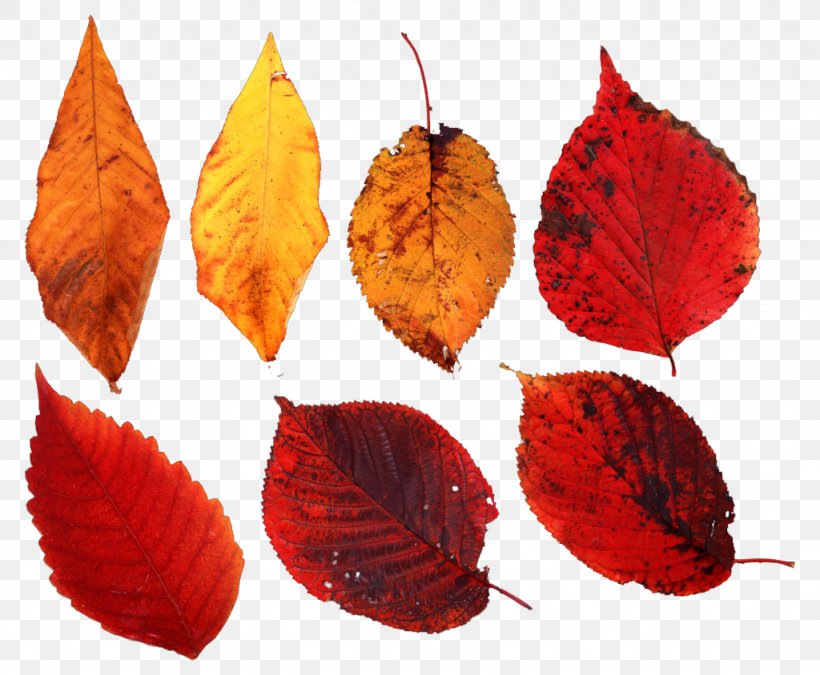 Leaf Autumn Deciduous Tree, PNG, 1024x844px, Leaf, Author, Autumn, Bead, Concepteur Download Free