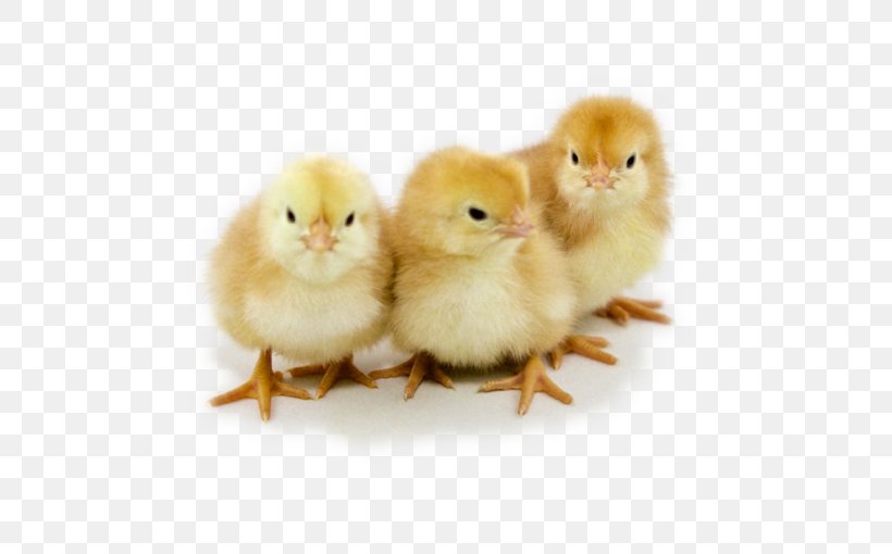 Australorp Wyandotte Chicken New Hampshire Chicken Hatchery Poultry, PNG, 510x510px, Australorp, Beak, Bird, Chicken, Egg Download Free