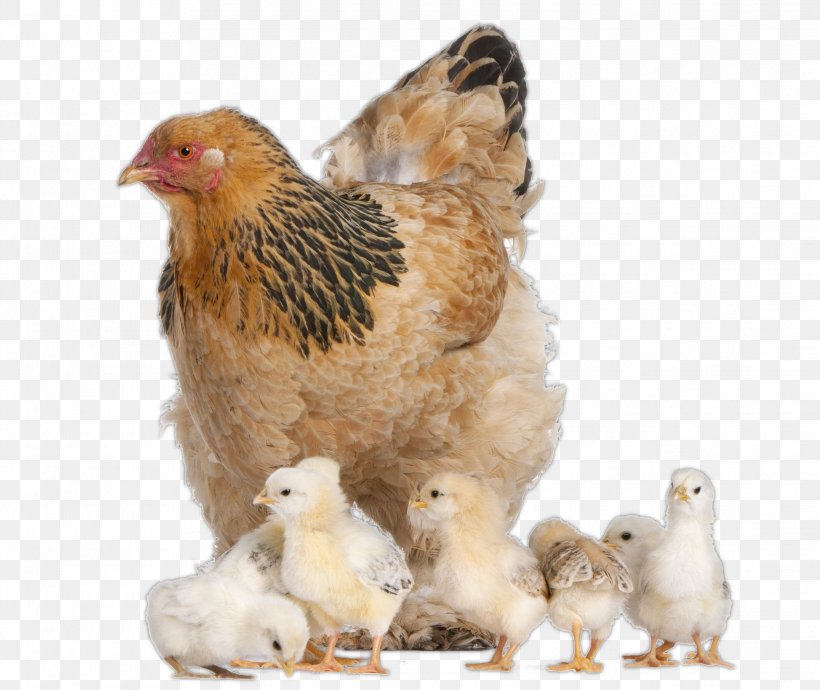 Brahma Chicken Australorp Wyandotte Chicken Kifaranga Stock Photography, PNG, 2232x1879px, Brahma Chicken, Animal, Australorp, Bantam, Beak Download Free
