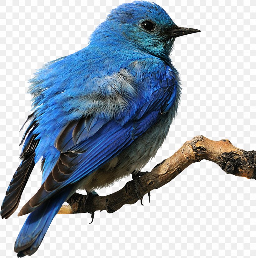 Eastern Bluebird Clip Art, PNG, 1268x1280px, Bird, Beak, Blog, Bluebird, Centerblog Download Free