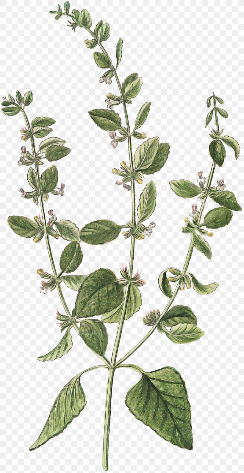 Flower Plant Leaf Tree Herb, PNG, 1239x2400px, Flower, Basil, Herb, Leaf, Marjoram Download Free