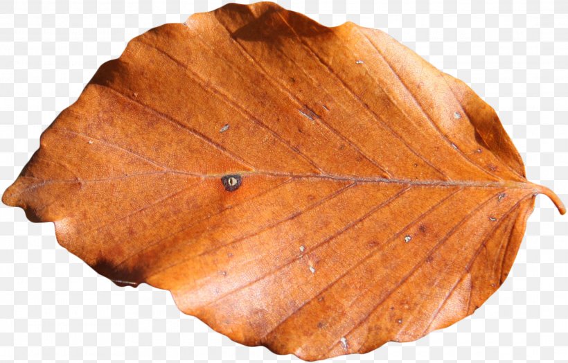 Leaf Photography Brown Clip Art, PNG, 2175x1392px, Leaf, Branch, Brown, Color, Flower Download Free