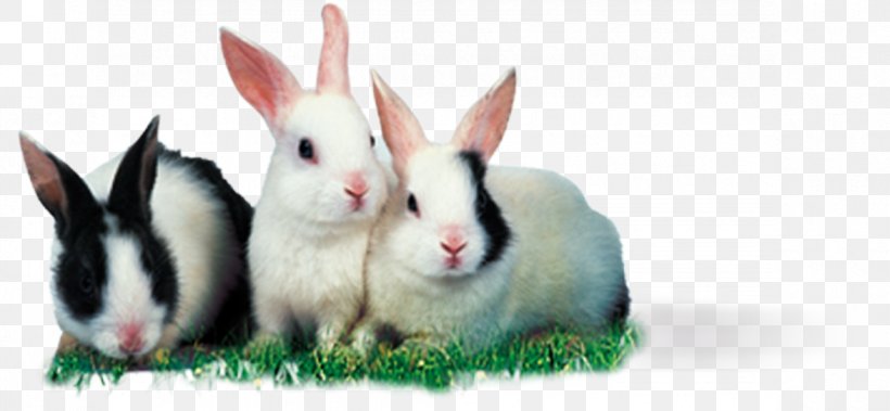 Leporids Mother Rabbit Rodent High-definition Television Wallpaper, PNG, 1175x544px, Leporids, Computer, Domestic Rabbit, Easter Bunny, Fauna Download Free