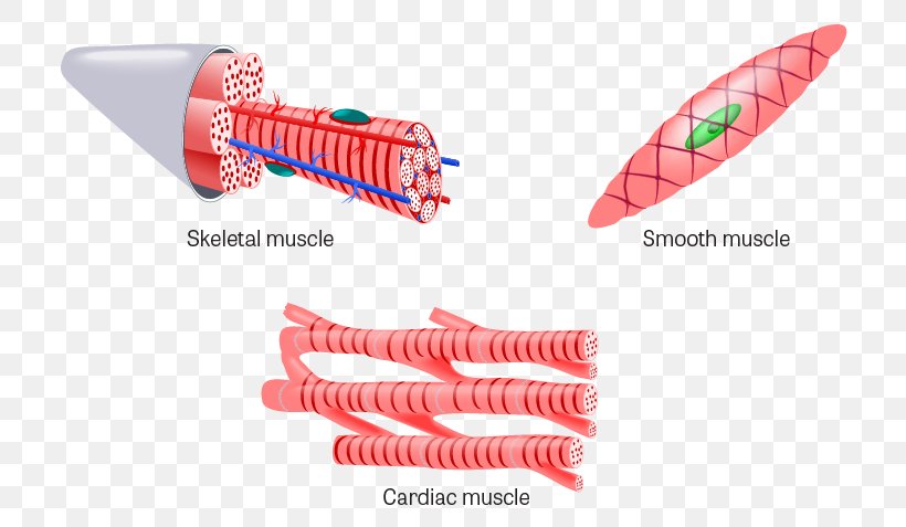Muscle Tissue Skeletal Muscle Cardiac Muscle, PNG, 747x477px, Muscle Tissue, Anatomy, Cardiac Muscle, Cardiac Muscle Cell, Connective Tissue Download Free