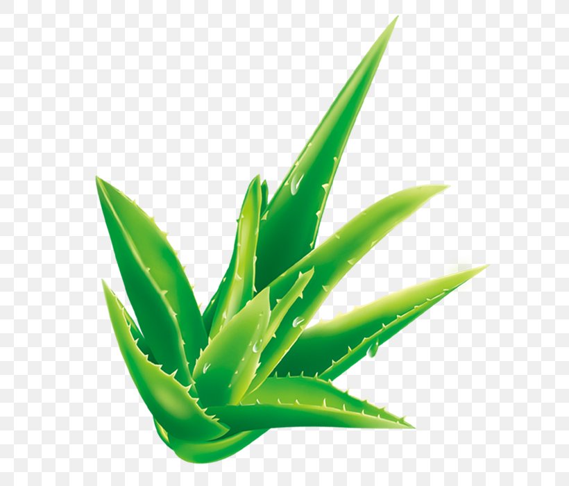 Aloe Vera Cartoon Plant, PNG, 650x700px, Aloe Vera, Agave, Aloe, Cartoon, Green Download Free