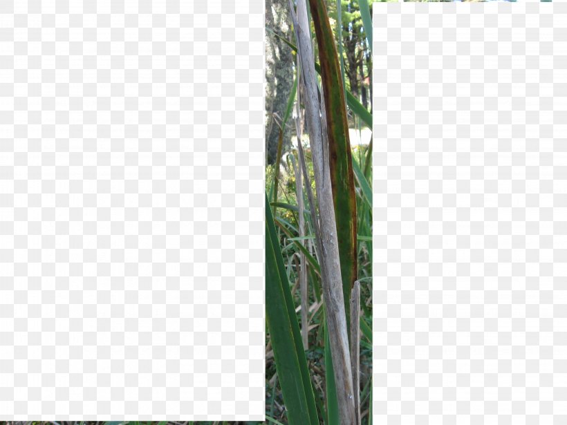 Bamboo Tree Plant Stem Family, PNG, 3264x2448px, Bamboo, Family, Grass, Grass Family, Grasses Download Free