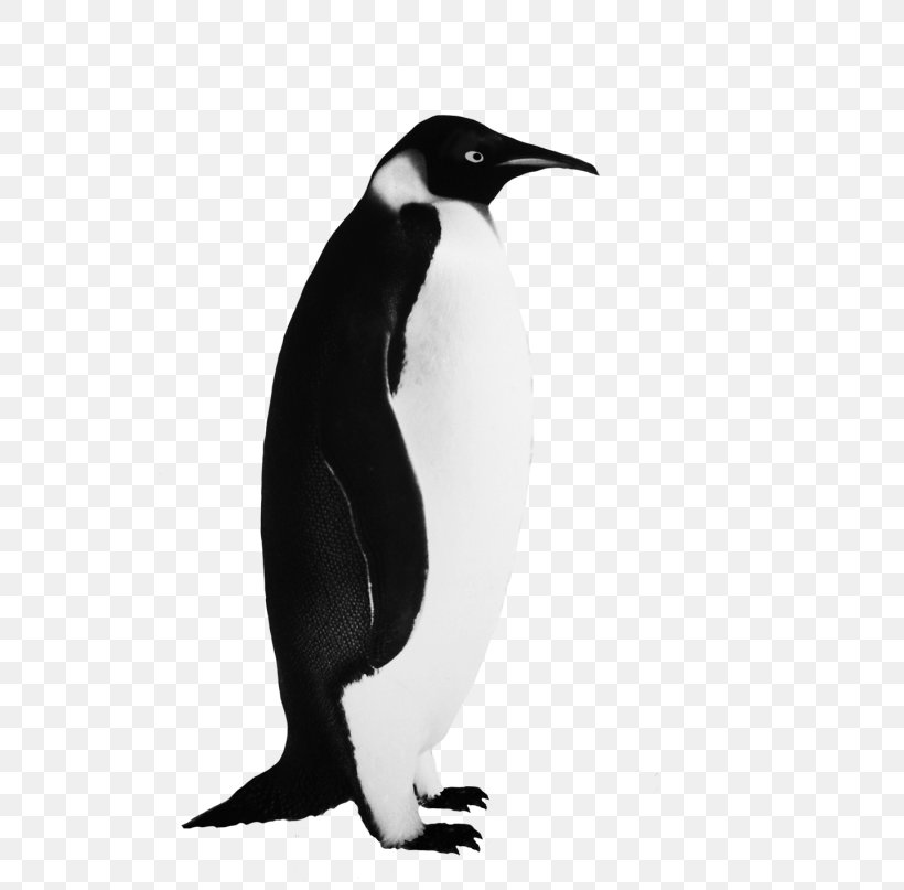 Emperor Penguin Bird Clip Art, PNG, 539x807px, Penguin, Beak, Bird, Black And White, Drawing Download Free