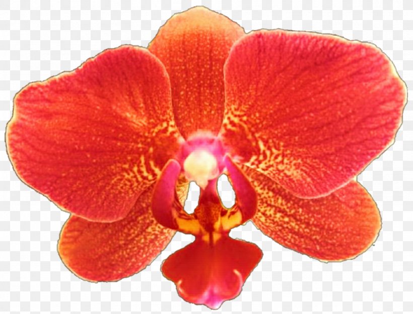Moth Orchids Clip Art Image, PNG, 1024x781px, Orchids, Cattleya, Coral, Coral Reef, Cut Flowers Download Free