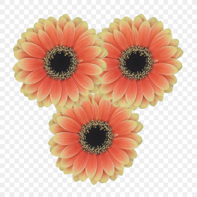 Transvaal Daisy Cut Flowers Common Daisy Floral Design, PNG, 1772x1772px, Transvaal Daisy, Bead, Common Daisy, Cut Flowers, Daisy Family Download Free