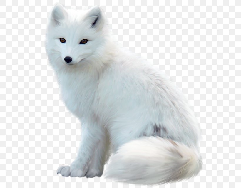 Arctic Fox Red Fox Silver Fox Dog, PNG, 570x640px, Arctic Fox, Animal Figure, Canidae, Carnivore, Dog Download Free
