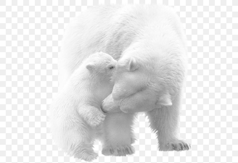 Vicks, The Polar Bear Cub American Black Bear Animal Painting, PNG, 500x563px, Polar Bear, American Black Bear, Animal, Bear, Bears Download Free