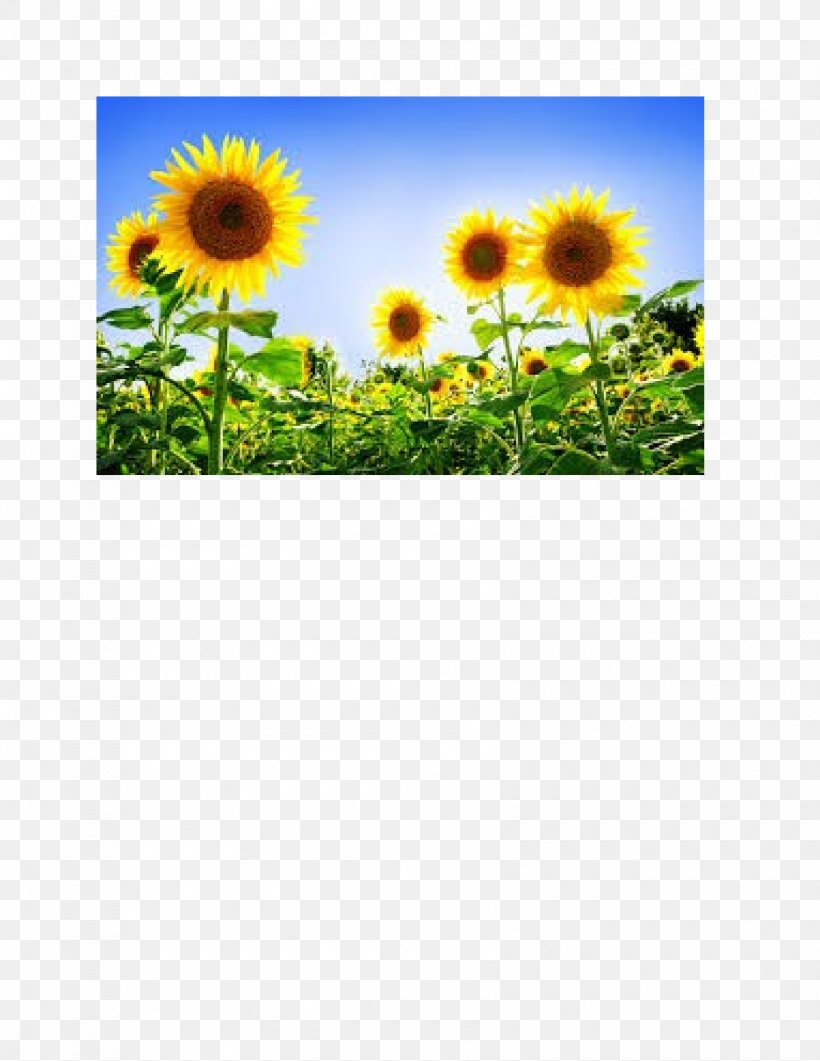 Common Sunflower Desktop Wallpaper Display Resolution 1080p, PNG, 1700x2200px, 4k Resolution, Common Sunflower, Computer Monitors, Daisy Family, Display Resolution Download Free