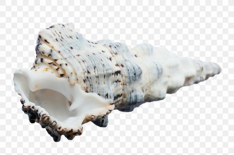 Seashell Mollusc Shell Sea Snail Conchology, PNG, 5472x3648px, Seashell, Beach, Conch, Conchology, Gastropod Shell Download Free