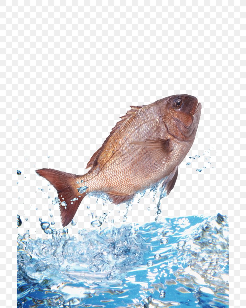 Water Fish Clip Art, PNG, 707x1028px, Water, Dolphin, Drop, Fauna, Fish Download Free