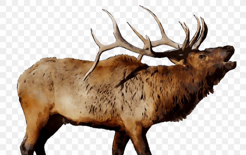Elk Reindeer Cattle Mammal Fauna, PNG, 1683x1061px, Elk, Animal, Antler, Barren Ground Caribou, Cattle Download Free